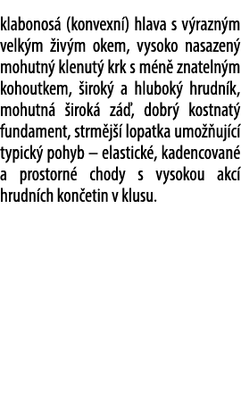 klabonos (konvexn ) hlava s v razn m velk m  iv m okem, vysoko nasazen  mohutn  klenut  krk s m n  znateln m kohoutk...