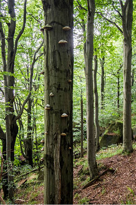 Jizera Mountains, Czech republic, Ancient and Primeval Beech Forests of the Carpathians and Other Regions of Europe