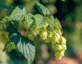 Hop field in Zatec region, Czech Republic