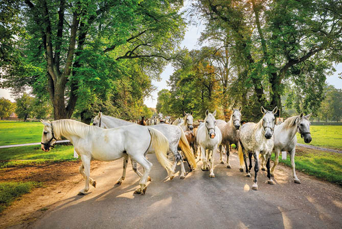 Kniha “ esk republika 2020 - Libor Sv  ek" - vyd n  1., rok 2020