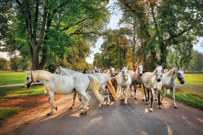 Kniha “ esk republika 2020 - Libor Sv  ek" - vyd n  1., rok 2020