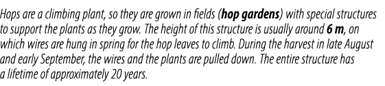 Hops are a climbing plant, so they are grown in fields (hop gardens) with special structures to support the plants as...