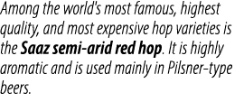 Among the world's most famous, highest quality, and most expensive hop varieties is the Saaz semi arid red hop. It is...