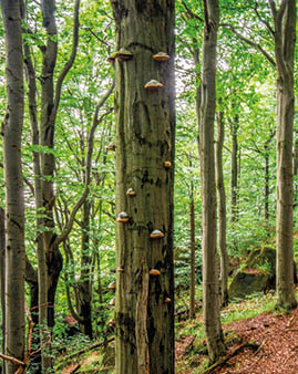 Jizera Mountains, Czech republic, Ancient and Primeval Beech Forests of the Carpathians and Other Regions of Europe