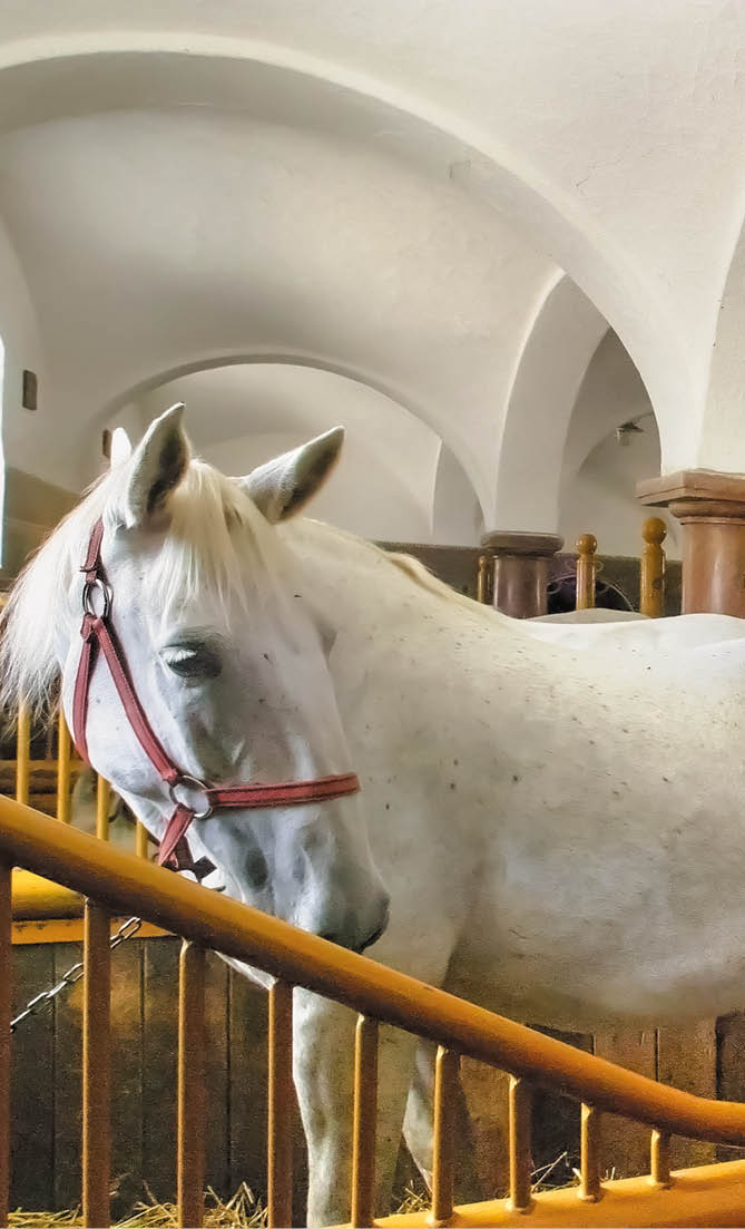 Kniha “PLZE - Libor Sv  ek" - vyd n  2., rok 2015 Photographer: Libor Svacek; box@fotosvacek.cz; Mobile: +420 602428001; 