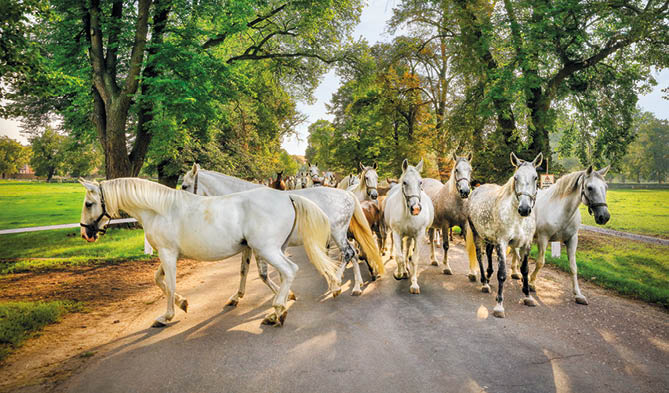 Kniha “ esk republika 2020 - Libor Sv  ek" - vyd n  1., rok 2020