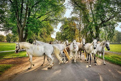 Kladruby, foto: Libor Sváček